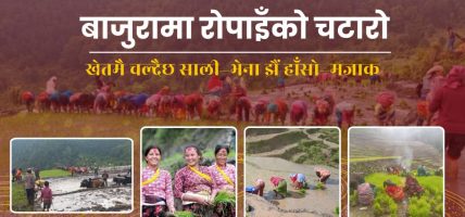 बाजुरामा रोपाइँको चटारो : खेतमै चल्दैछ साली-भेना झैं हाँसो-मजाक