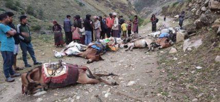 मुगुमा  करेन्ट लागेर १० खच्चर मरे