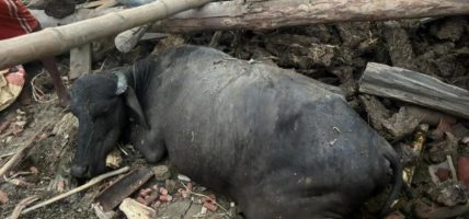 रौतहटमा हावाहुरीले गोठ भत्किँदा दुई वटा भैँसी मरे