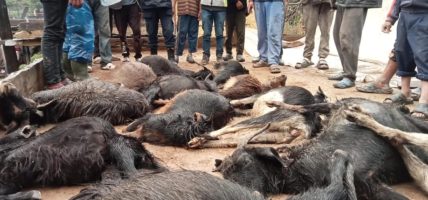 चट्याङ लागेर झ्यारी गाउँमा १४ बाख्रा मरे, घरहरुमा क्षति