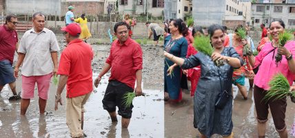 एमाले काठमाडौं महानगरले न्हुच्छेकाजी महर्जनको खेतमा रोपाइँ गरेर मनायो राष्ट्रिय धान दिवस