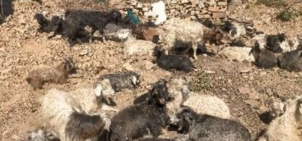 गुठिचौरको ठुलोहाँका पाटनमा चट्याङ लागेर २ सय भेडा मरेको अनुमान