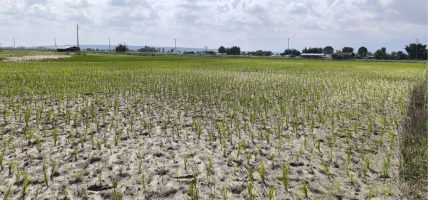 मधेश प्रदेशमा खडेरीको असर : धान रोपाइँ ३४ प्रतिशतमा सीमित, खाद्य संकटको जोखिम