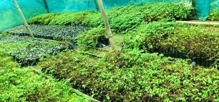 गाउँमै नर्सरी सञ्चालन गरेर चिनाकुमार दम्पतीले गरे लाखौँ आम्दानी