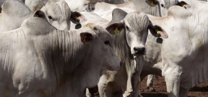 ब्राजिलियन गाईको मासुमा कडाइ गर्दा अमेरिकालाई नै ठूलो नोक्सान हुनसक्ने चेतावनी