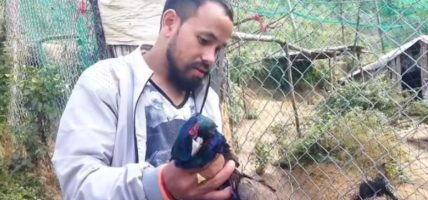 बाजुराको गौमुलमा बाघको बिगबिगी, फर्म भित्रका ४४ कालिज सखाप