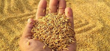 मधेसमा तोकियो धानको न्यूनतम समर्थन मूल्य