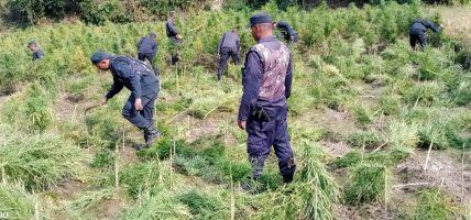 मकवानपुरमा ३० विगाह क्षेत्रफलमा लगाइएको गाँजा र अफिम खेती नष्ट