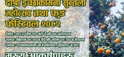 इच्छाकामनामा सुन्तला महोत्सव : पालिकामा १० करोड रुपैयाँसम्म कारोबार