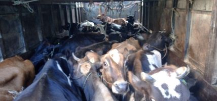तस्करीविरुद्ध एसपी बोहोराको कमाण्डमा ‘क्लीन स्वीप’, मकवानपुरमा ८५ चौपायासहित ६ सवारी साधन जफत