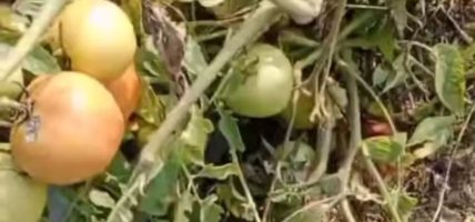 चिसोमा ‘तात्यो’ गोलभेँडाको बजार, प्रतिकेजी १०० रुपैयाँ पुग्दा किसानलाई राहत