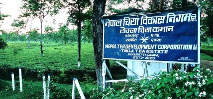 नेपाल चिया विकास निगमको सञ्चालन आम्दानी १ अर्ब माथि, आईपीओ निष्कासनको तयारी