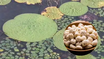 धान खेतमा पहिलो पटक मखना खेती, झापामा नयाँ कृषि क्रान्ति